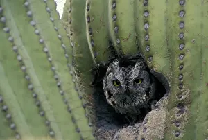 Kennicottii: Western Screech-Owl - In Saguaro Cactus