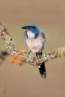 Aphelocoma: Western Scrub-Jay