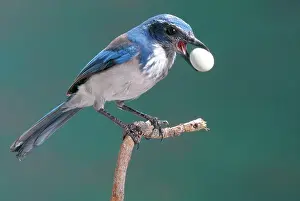 Stealing: Western Scrub Jay