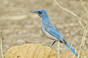 Aphelocoma: Western Scrub Jay