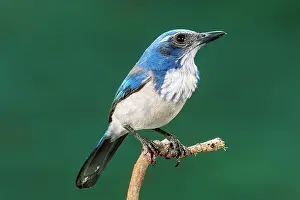 Aphelocoma: Western Scrub Jay