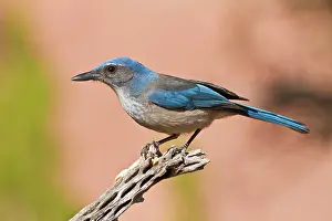 Aphelocoma: Western Scrub Jay (Aphelocoma californica)