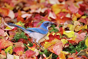 Aphelocoma: Western Scrub-Jay - among autumn leaves