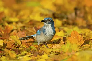 Aphelocoma: Western scrub-jay - among autumn leaves