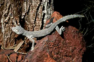 Diplodactylus: Western Shield / WellingtonIs spiny-tailed gecko