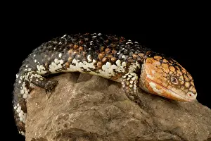 Skink: Western shingleback skink (Tiliqua rugosa rugosa)