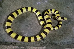 Shovel: Western Shovel-Nosed Snake
