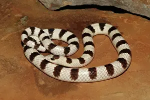 Occipitalis: Western Shovelnose Snake