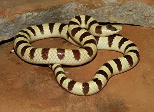 Occipitalis: Western Shovelnose Snake