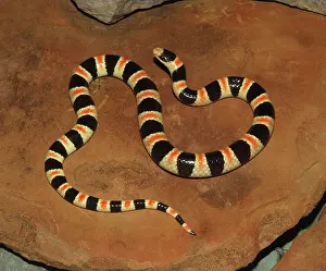 Occipitalis: Western Shovelnose Snake