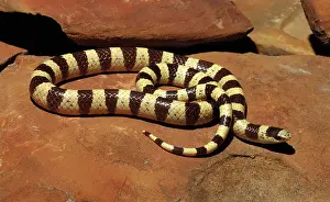 Occipitalis: Western Shovelnose Snake