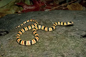 Slithering: Western Shovelnose Snake