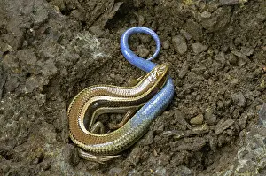 Scincidae: Western Skink