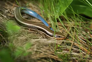 Eumeces: Western Skink