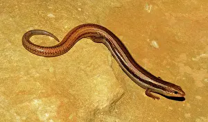 Skink: Western Skink