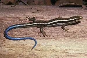 Skink: Western skink