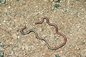 Humilis: Western Slender Blind Snake