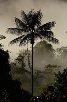 Pete: Western slope of the Andes, forest vegetation