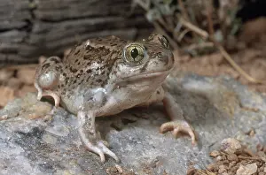 Spadefoot: Western Spadefoot