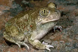 Spadefoot: Western Spadefoot