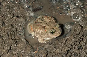 Spadefoot: Western Spadefoot Toad
