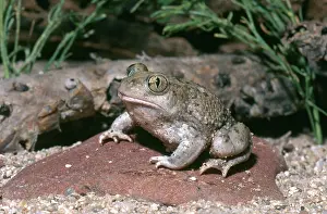 Spadefoot: Western Spadefoot Toad
