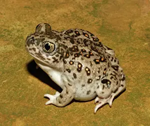 Spadefoot: Western Spadefoot Toad (Spea hammondii)