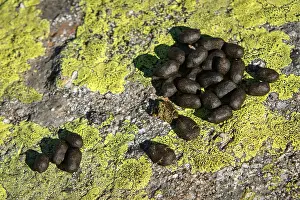 Droppings: Western Spanish ibex - dung on rocks - Sierra de