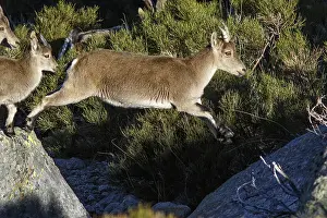 Ibexes: Western Spanish ibex - female jumping on rocks -