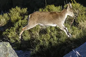 Castile: Western Spanish ibex - female jumping on rocks -