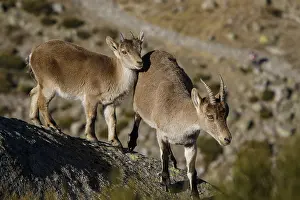 Ibexes: Western Spanish ibex - female and juvenile on rocks