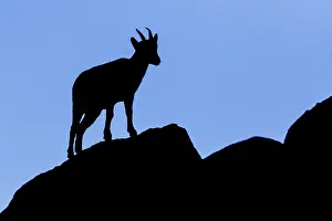 Sierra: Western Spanish ibex - female silhouette - Sierra