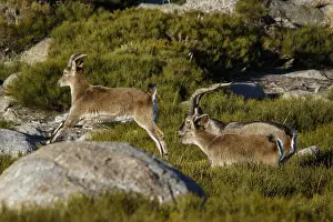 Ibexes: Western Spanish ibex - group on mountain - Sierra