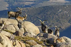 Ibexes: Western Spanish ibex - group standing on rocks -