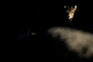 Victoriae: Western Spanish ibex - juvenile on rocks - Sierra