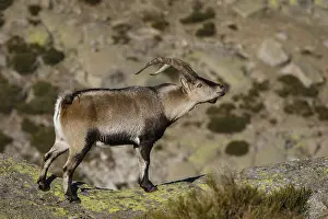 Ibexes: Western Spanish ibex - male on field - Sierra de