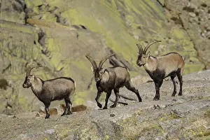Ibexes: Western Spanish ibex - male on field - Sierra de
