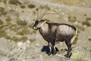 Ibexes: Western Spanish ibex - male on rocks - Sierra de