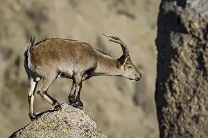 Ibexes: Western Spanish ibex - male on rocks - Sierra de