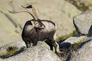 Ibexes: Western Spanish ibex - male on rocks - Sierra de
