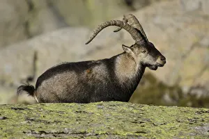 Sierra: Western Spanish ibex - male on rocks - Sierra de