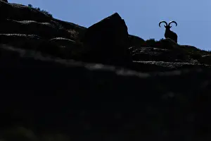 Ibexes: Western Spanish ibex - male silhouette - Sierra