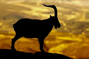 Ibexes: Western Spanish ibex - male silhouette - Sierra