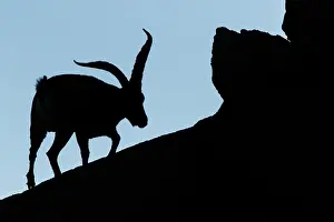 Ibexes: Western Spanish ibex - male silhouette - Sierra