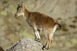 Ibexes: Western Spanish ibex - on rocks - Sierra de Gredos