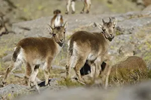 Ibexes: Western Spanish ibex - on rocks - Sierra de Gredos