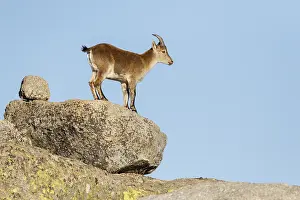 Ibexes: Western Spanish ibex - on rocks - Sierra de Gredos