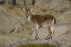 Sierra: Western Spanish ibex - on rocks - Sierra de Gredos
