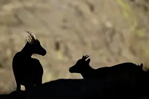 Victoriae: Western Spanish ibex - silhouette on rocks -