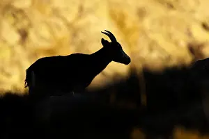 Victoriae: Western Spanish ibex - silhouette on rocks -